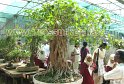 flower-show-2011 (25)